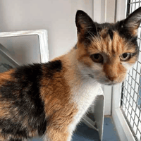 Ruby and Lola, female cat to adopt