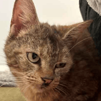 Nellie, female cat to adopt