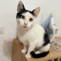 Lucy, female cat to adopt