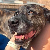 Boris, dog to adopt