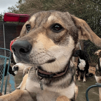 Rosie, female dog to adopt