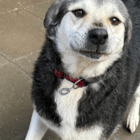 Zori, dog to adopt
