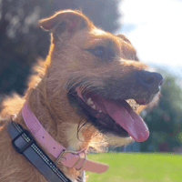 Sally, female dog to adopt