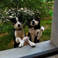 UNO ET ULYSSE, chien à adopter