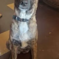 TANAHE, chienne à adopter