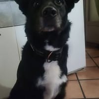 PATAUD, chien à adopter