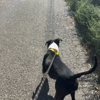 YUNA, chienne à adopter