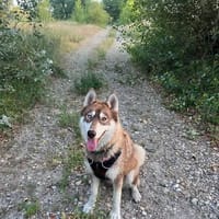 AIKA, chienne à adopter