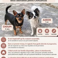 CHOUPI ET AARON, chien à adopter