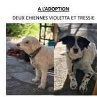 VIOLETTA et TRESSIE, chienne à adopter