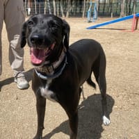 YENI, chienne à adopter