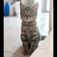 PIXEL, chat à adopter