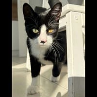 LOKI, chat à adopter