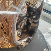 MERVEILLE, chatte à adopter