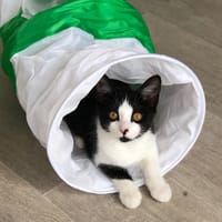 KALY, chatte à adopter