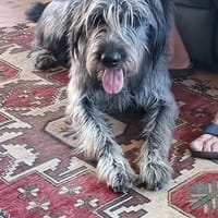 UKO, chien à adopter