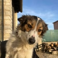 TIYA, chienne à adopter
