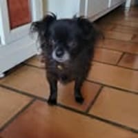 NETTI, chienne à adopter