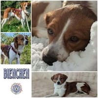 BIENCHE * HundeSeelchen möchte ankommen, Hündin zur Adoption