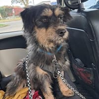 Nox - freundlicher, verschmuster Rüde sucht ein ruhiges Zuha, Hund zur Adoption