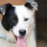 Jashi - lustige, kleine Mischung, Hund zur Adoption