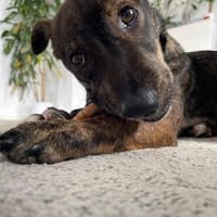 ❤Nedy...junges Herz auf vier Pfoten..., Hündin zur Adoption
