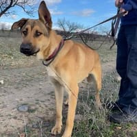 Santos - fröhlicher Spanier sucht Zuhause, Hund zur Adoption