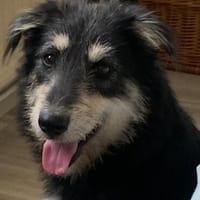 ❤ Aktive Herzenshündin sucht ihr Für-immer-Zuhause! 🐾, Hündin zur Adoption