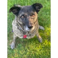Enya - wartet in 91489 Wilhelmsdorf, Hündin zur Adoption