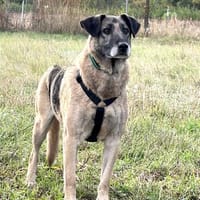 Kiro  ein großer Schatz mit einem noch größeren Herzen, Hund zur Adoption