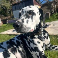 Loui sucht ein Zuhause/Pflegestelle, Hund zur Adoption