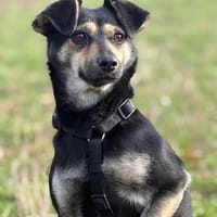 Maya  eine kleine Herzenshündin sucht ihr großes Glück, Hündin zur Adoption