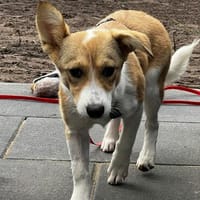 Süßes Hundemädchen Hazel sucht liebe Familie, Hündin zur Adoption