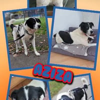 sehr liebe verkuschelte Aziza auf PS in 90459, Hündin zur Adoption