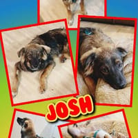 sanfter lieber junger Josh auf PS in 81377 München, Hund zur Adoption