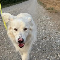 Knut sucht seinen Deckel/ in 82284, Hund zur Adoption