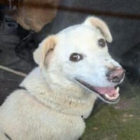 Fulgusor 42 cm (Pflegestelle), Hund zur Adoption