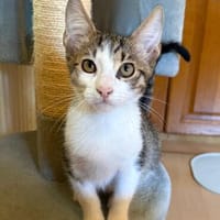 Van Helsing  verspielter Kater sucht liebevolles Zuhause, Kater zur Adoption