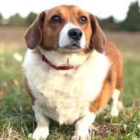 Johnny  ein kleiner Zwerg mit ganz viel Herz., Hund zur Adoption