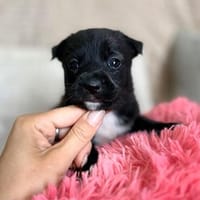 Zara - kleine Herzensbrecherin sucht ihre Familie, Hündin zur Adoption