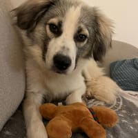 Willow - schüchterner Rüde wünscht sich liebevolles Zuhause, Hund zur Adoption