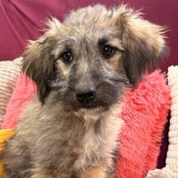Mina - bezaubernde Schäferhund-Mischlingshündin, Hündin zur Adoption