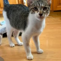 Victor  neugieriger kleiner Kater sucht sein Zuhause, Kater zur Adoption