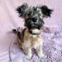 Toffee -Kuscheliges Fellknäuel sucht ihre Familie fürs Leben, Hündin zur Adoption