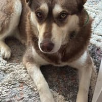 tolle Familienhündin Lali wartet in BY auf dich, Hündin zur Adoption
