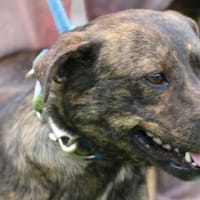 Gustav - fröhlich u. verspielt, Hund zur Adoption