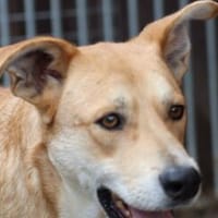 Yam - zutraulich u. liebenswert, Hund zur Adoption