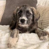 kleiner Charmeur mit großen Kulleraugen sucht sein Zuhause, Hund zur Adoption