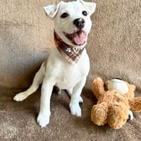 Mochi Kleiner Wirbelwind mit großem Entdeckergeist sucht sei, Hund zur Adoption