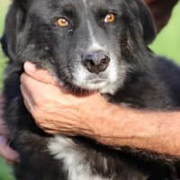Glihali - zutraulich u. sehr lieb, Hündin zur Adoption
